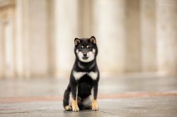 picture of dog