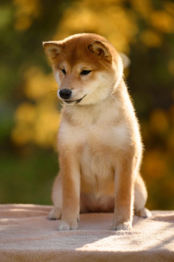 picture of dog
