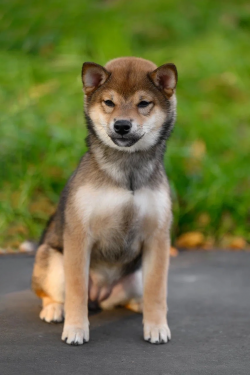 picture of dog
