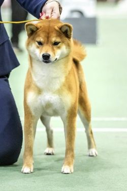 picture of dog