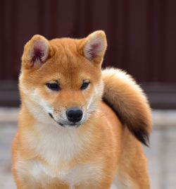 picture of dog