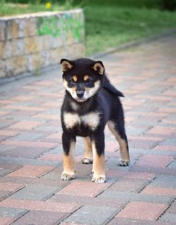 picture of dog