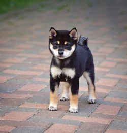 picture of dog
