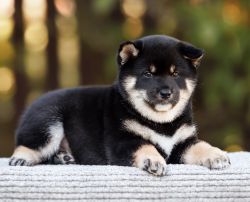 picture of dog
