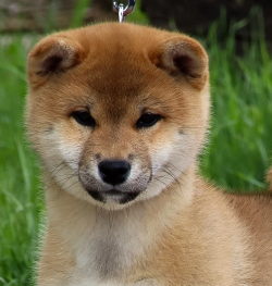 picture of dog