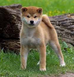 picture of dog