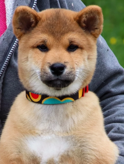 picture of dog