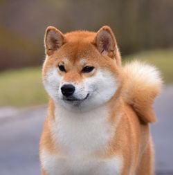 picture of dog
