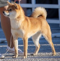 picture of dog