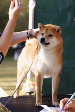 picture of dog