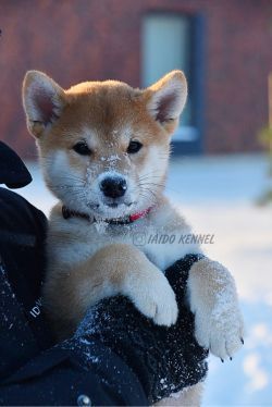 picture of dog