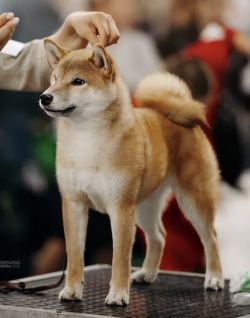 picture of dog