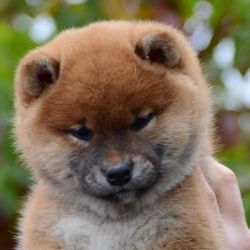 picture of dog