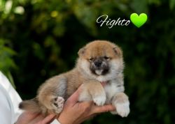 picture of dog