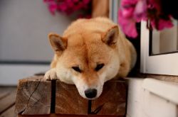 picture of dog