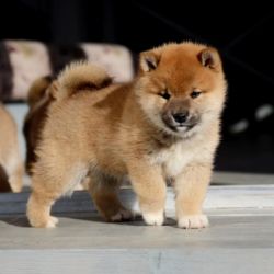 picture of dog