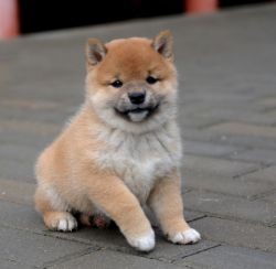 picture of dog