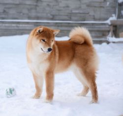 picture of dog
