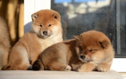 picture of dog