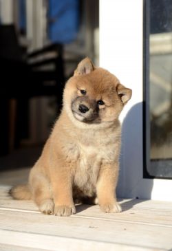 picture of dog