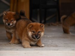 picture of dog