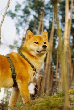 picture of dog