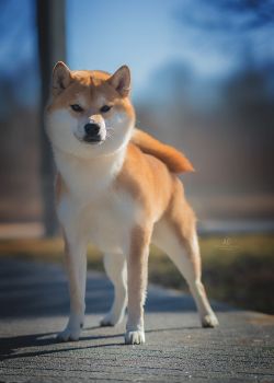 picture of dog