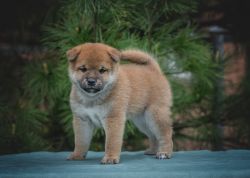 picture of dog
