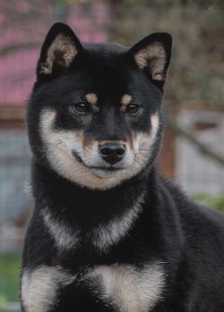 picture of dog