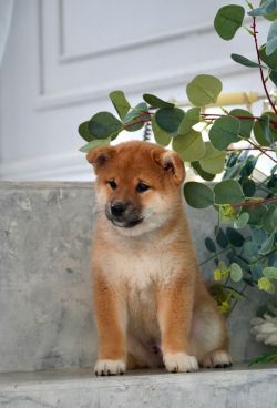 picture of dog