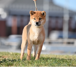 picture of dog