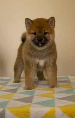 picture of dog