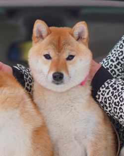 picture of dog
