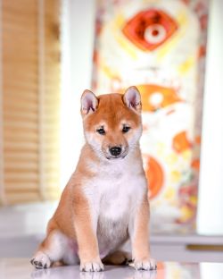 picture of dog