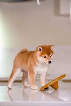 picture of dog