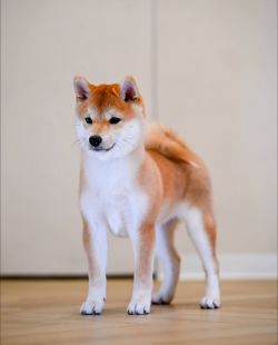 picture of dog