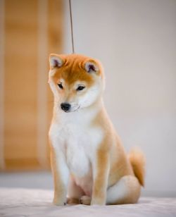 picture of dog