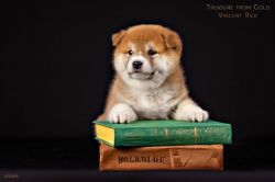picture of dog