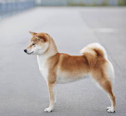 picture of dog