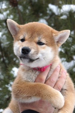 picture of dog