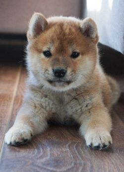 picture of dog