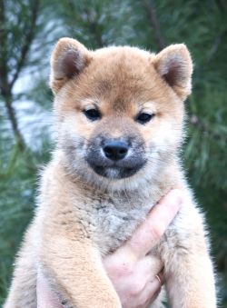 picture of dog