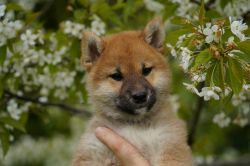picture of dog