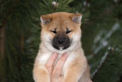 picture of dog
