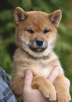 picture of dog