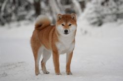 picture of dog