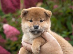 picture of dog