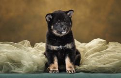 picture of dog