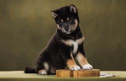 picture of dog