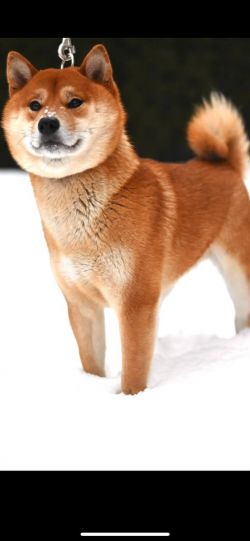 picture of dog